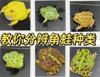 角蛙种类大揭秘：教你如何轻松分辨！