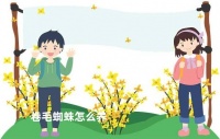 卷毛蜘蛛怎么养，卷毛蜘蛛的毒性是否对人体有害？