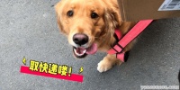(热门解答)大山包景区宠物友好指南狗狗可否同行攻略必看