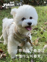 宠物旅行必备指南，玩小伴带你游世界