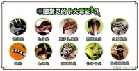 我国常见十大锦蛇，你知道哪种是家蛇吗？