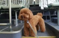 狗狗可不可以上公交车？主人来看看吧