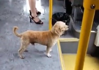 一只狗狗溜上公交车，一路上乖巧安静，到站后淡定下车