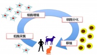 日本宠物再生医疗的发展与临床医用①