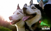 人气最高的五种宠物狗：雪橇三傻缺席一位，小型犬只有它上榜