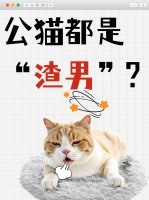 公猫有父亲意识吗？猫界甩锅常态VS暖男特例！