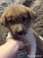 广元宠物店寻看家犬，领养小可爱啦！