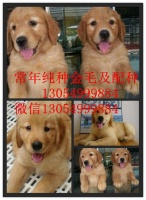 四川广元市附近哪里有卖金毛犬的