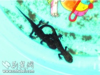 “娃娃鱼”五角钱一条 经查宠物原是蝾螈