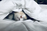 猫咪治愈系朋友圈语录