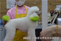在宠物美容培训学校学习要注意哪些