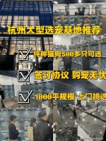杭州买金毛犬的地方？杭州这里有正规买金毛犬基地，买金毛犬的好去处！