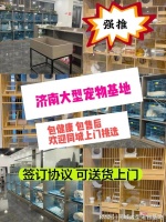 济南哪里有正规宠物基地?包你安心能当面挑选自己心仪的宠物