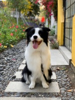 上海闵行区哪家宠物店有卖边牧犬的，这里可实体店放心一对一挑选宠物