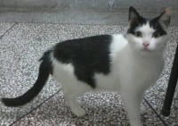 收养了一只奶牛猫，喂养3个月后，闺蜜一看狂笑不止：这是猫？