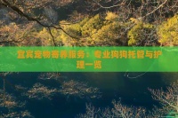 宜宾宠物寄养服务：专业狗狗托管与护理一览