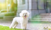 犬类小知识