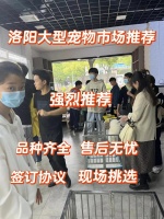 洛阳哪里有卖宠物的市场，这里可以线下实体店挑选宠物！售后无忧