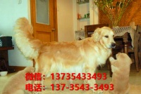 洛阳金毛犬价格