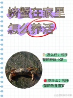 大闸蟹怎么当宠物养（家养螃蟹）