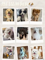 铜川哪家宠物店能买到纯种雪纳瑞犬（铜川）安全可靠有保障