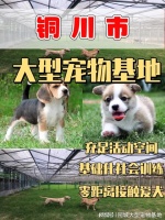 铜川哪里有卖宠物的市场？这里实体店选购宠物，安全更值得信赖