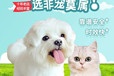 【淮安宠物毛绒玩具价格