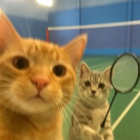 2025最新可爱猫咪图片