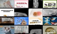 犬膀胱结石的诊断与治疗
