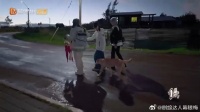 宋茜独门驭狗术表演，每只狗狗都像有专属的原创剧本…