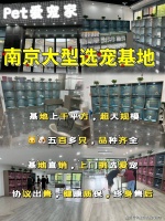 南京阿拉斯加犬哪里比较实惠？南京这里买阿拉斯加犬基地直销更实惠