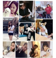 松原附近宠物店在哪里博美什么价格齐血统正,小体博美犬