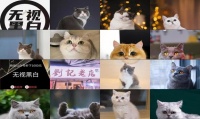 英国短毛猫图片