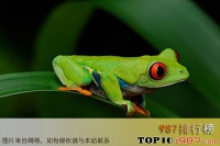 世界十大宠物蛙排行榜