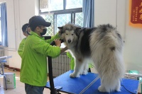 宠物美容师到底是一个什么职业呢