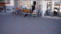 天津狗狗寄养中心