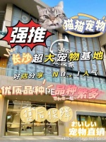 长沙去哪里买宠物猫狗比较可靠？这儿有实体店可选，放心大胆挑吧