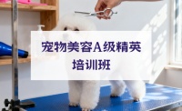 武汉宠物美容A级精英培训班