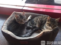 @宠物主人 春节寄养留点心，小心猫腻！