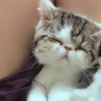 朋友送的加菲猫，照片超可爱，见到它后懵了：总感觉它看不惯我！