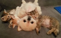 猫狗身上可能存在哪些体外寄生虫呢？