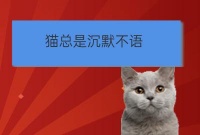贵州宠物培训猫声音沙哑但是精神好:猫突然发出呜呜的低吼