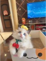 昆明买布偶猫旗舰店（昆明）买布偶猫哪里有实体店丨昆明福安家宠物店欢迎您