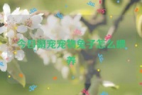 今日萌宠宠物兔子怎么喂养