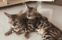 豹猫吃什么猫粮最好