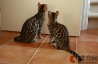 为什么很少人养孟加拉豹猫 有哪些优缺点