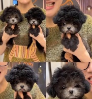 贵宾犬幼犬的疫苗接种计划（了解贵宾犬幼犬疫苗接种时机，宠物健康从防病开始）宠物屋