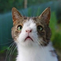 “救命，我的猫是个智障”，猫咪智力缺陷的表现有哪些？