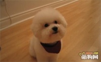 最适合家养的五种小型犬