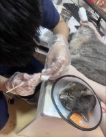 宠物助理医师证怎么考试